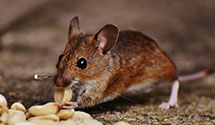 24 Hour & Emergency Exterminators in Oak Lodge, OR